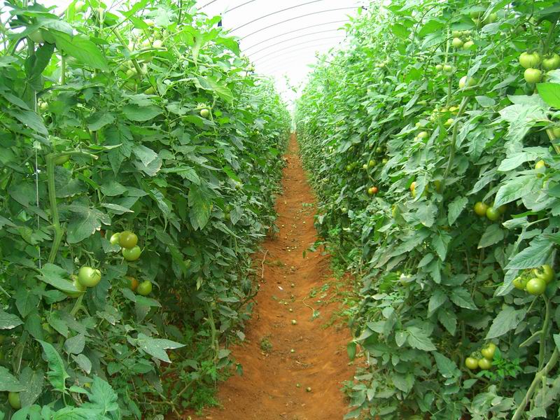 使用新超肥料后的真實效果