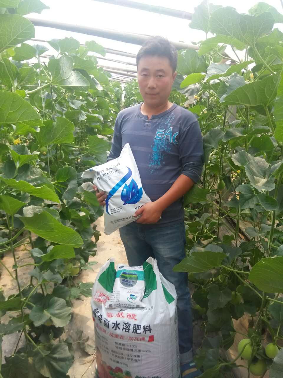 用新超肥料后瓜秧長勢旺盛