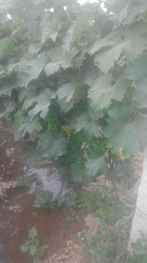 河北省永年縣張西堡鎮(zhèn)豆下鄉(xiāng)村 施用微生物菌肥 葡萄1.jpg