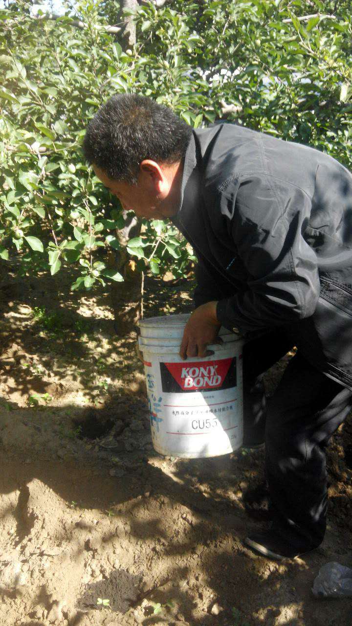 河北省邢臺(tái)縣劉家莊村 蘋果 菌肥1.jpg