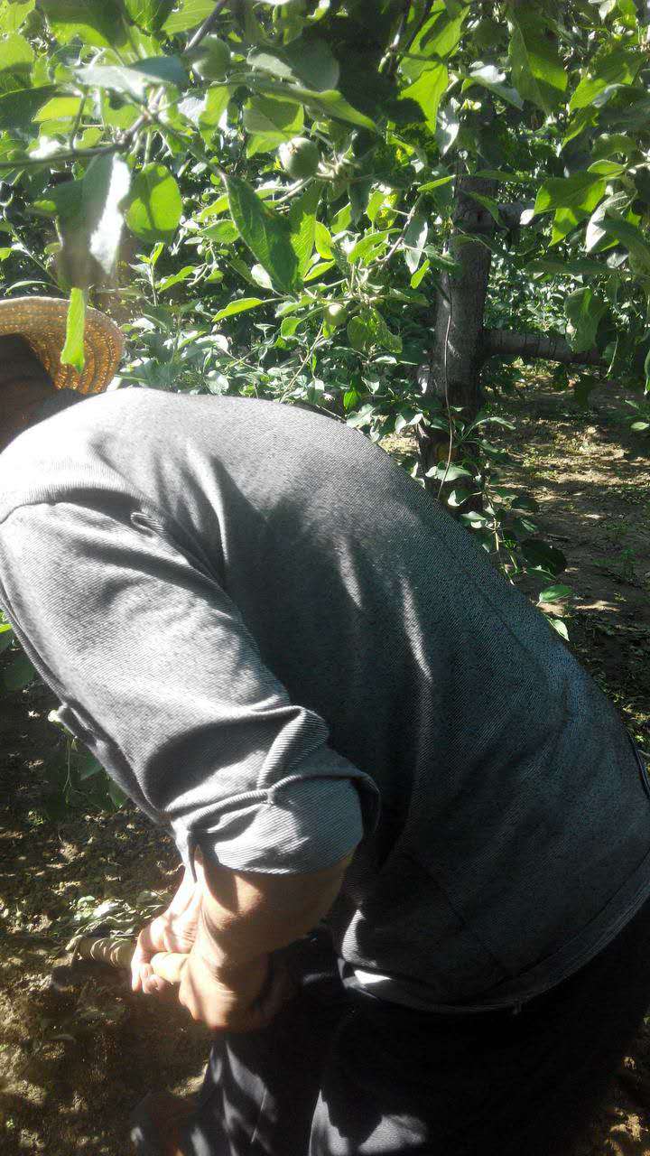 河北省邢臺(tái)縣劉家莊村 蘋果 菌肥2.jpg