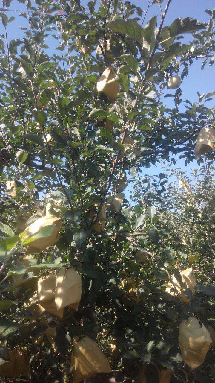 河北省永年縣張西堡鎮(zhèn)豆下鄉(xiāng)村 施用微生物菌肥 葡萄.jpg