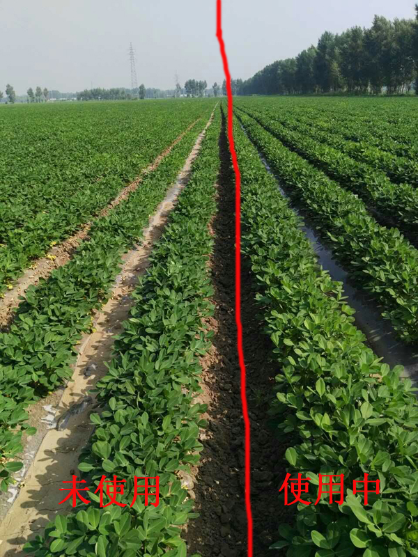 花生試驗(yàn)田對比圖