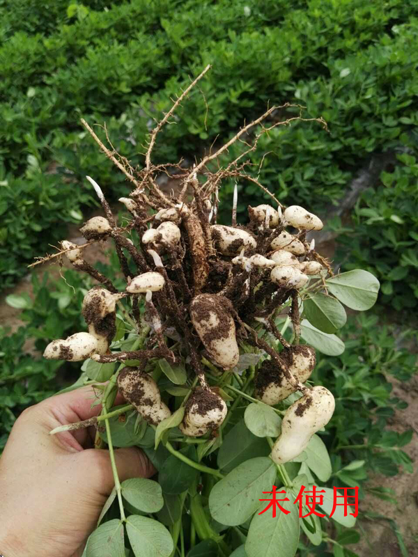 花生試驗(yàn)田對比圖