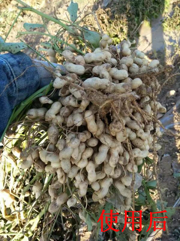 花生試驗(yàn)田對比圖