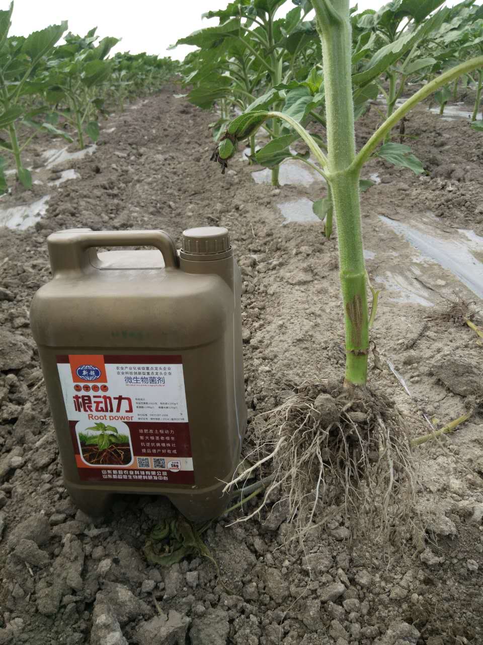 1497254216525418.jpg 1497254216525418.jpg