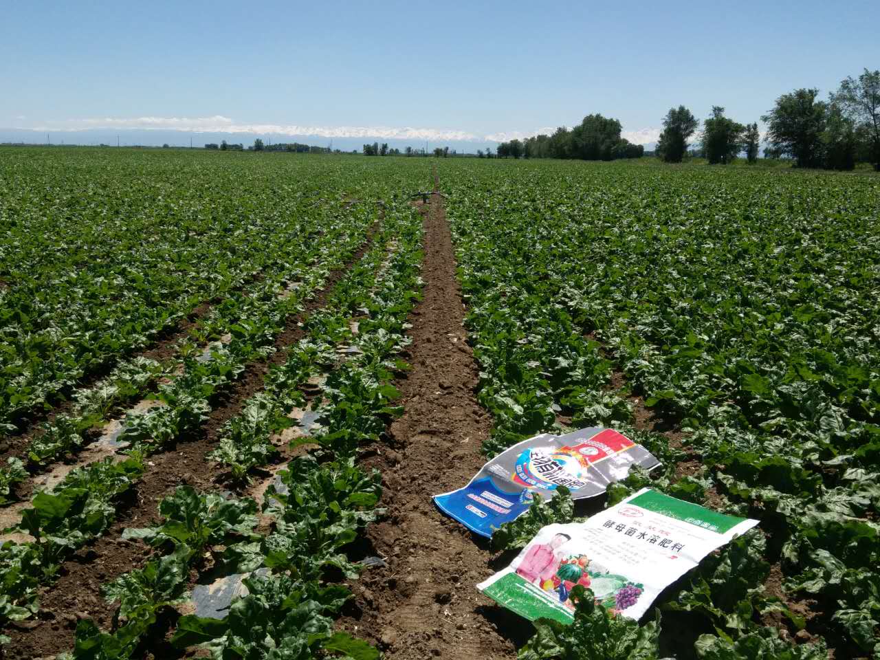 1497254216783780.jpg 1497254216783780.jpg