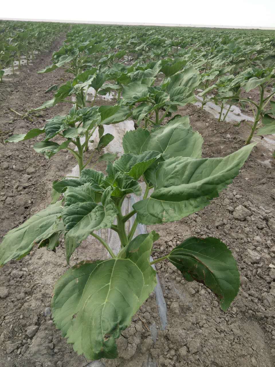 1497254217231252.jpg 1497254217231252.jpg